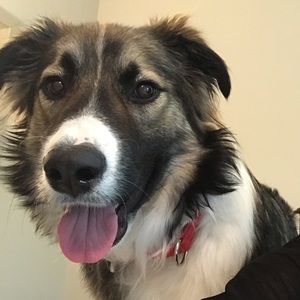 Meet your Posher, Carys